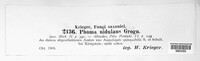 Phoma nidulans image